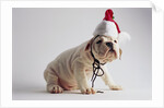 Bulldog Puppy Wearing Santa Hat by Anonymous