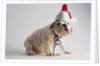 Bulldog Puppy Wearing Santa Hat by Anonymous