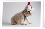 Bulldog Puppy Wearing Santa Hat by Anonymous