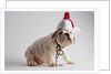 Bulldog Puppy Wearing Santa Hat by Anonymous