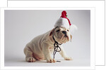 Bulldog Puppy Wearing Santa Hat by Anonymous