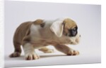 Bulldog Puppy by Anonymous