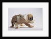 Bulldog Puppy by Anonymous