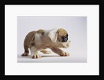 Bulldog Puppy by Anonymous