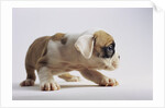 Bulldog Puppy by Anonymous