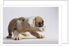 Bulldog Puppy by Anonymous