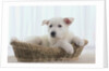 German Shepherd Pup Resting in a Wicker Basket by Anonymous