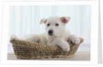 German Shepherd Pup Resting in a Wicker Basket by Anonymous