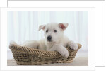 German Shepherd Pup Resting in a Wicker Basket by Anonymous