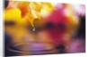 Water Dropping from Maple Leaf by Anonymous