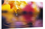 Water Dropping from Maple Leaf by Anonymous