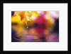 Water Dropping from Maple Leaf by Anonymous