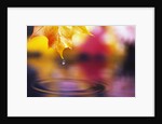 Water Dropping from Maple Leaf by Anonymous