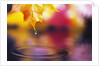 Water Dropping from Maple Leaf by Anonymous