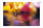 Water Dropping from Maple Leaf by Anonymous