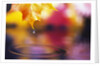 Water Dropping from Maple Leaf by Anonymous
