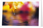 Water Dropping from Maple Leaf by Anonymous