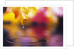 Water Dropping from Maple Leaf by Anonymous