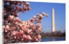 Blooming Magnolia near Washington Monument by Corbis