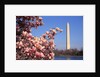Blooming Magnolia near Washington Monument by Anonymous