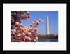 Blooming Magnolia near Washington Monument by Corbis