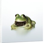 Frog Wearing Beard by Anonymous