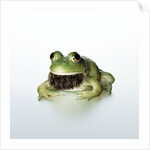 Frog Wearing Beard by Anonymous