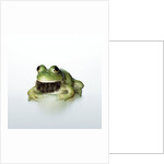 Frog Wearing Beard by Anonymous