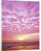 Pink Sunset Over Heceta Beach by Anonymous