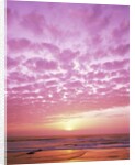 Pink Sunset Over Heceta Beach by Anonymous