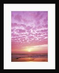 Pink Sunset Over Heceta Beach by Anonymous
