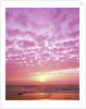 Pink Sunset Over Heceta Beach by Anonymous