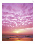 Pink Sunset Over Heceta Beach by Anonymous