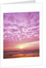 Pink Sunset Over Heceta Beach by Anonymous
