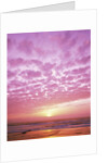 Pink Sunset Over Heceta Beach by Anonymous