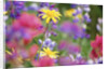Yellow Daisies Among Flowers by Anonymous