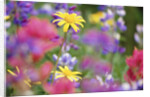 Yellow Daisies Among Flowers by Anonymous