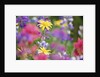 Yellow Daisies Among Flowers by Anonymous