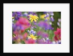 Yellow Daisies Among Flowers by Anonymous