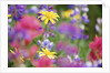 Yellow Daisies Among Flowers by Anonymous