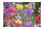Yellow Daisies Among Flowers by Anonymous