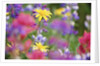 Yellow Daisies Among Flowers by Anonymous