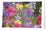 Yellow Daisies Among Flowers by Anonymous
