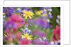 Yellow Daisies Among Flowers by Anonymous