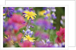Yellow Daisies Among Flowers by Anonymous