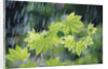 Rain Falling on Vine Maple Leaves by Anonymous