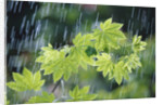 Rain Falling on Vine Maple Leaves by Anonymous