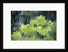 Rain Falling on Vine Maple Leaves by Anonymous