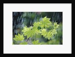 Rain Falling on Vine Maple Leaves by Anonymous