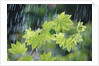 Rain Falling on Vine Maple Leaves by Anonymous